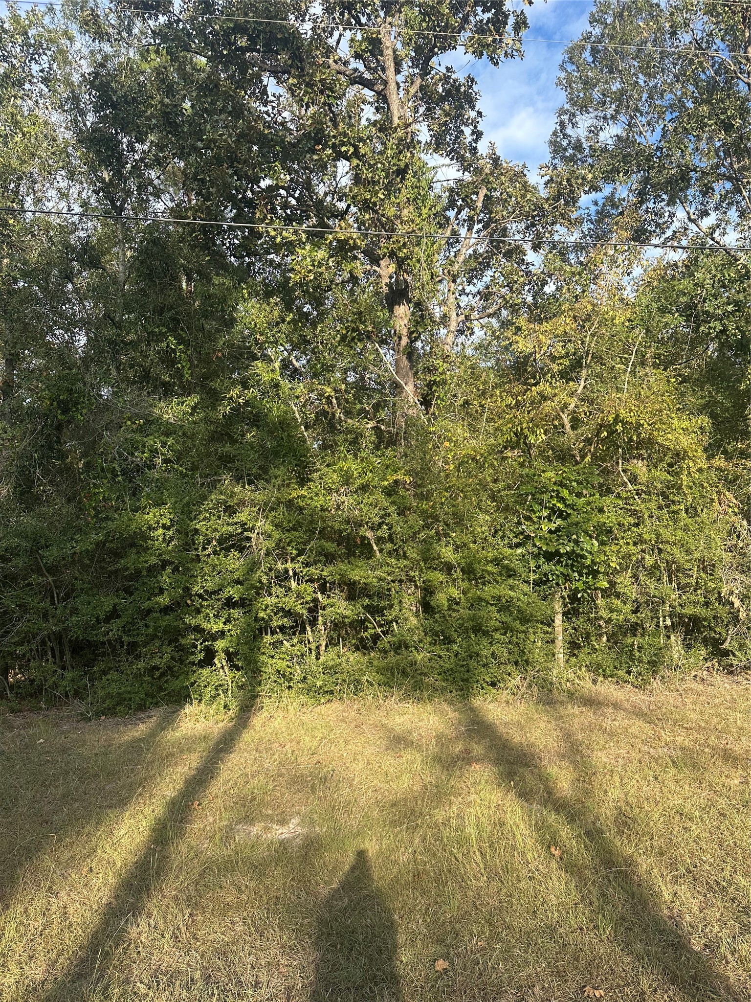 0 Magnolia Lane Onalaska, TX 77360 - Photo 4 of 8 a view of a yard with a tree