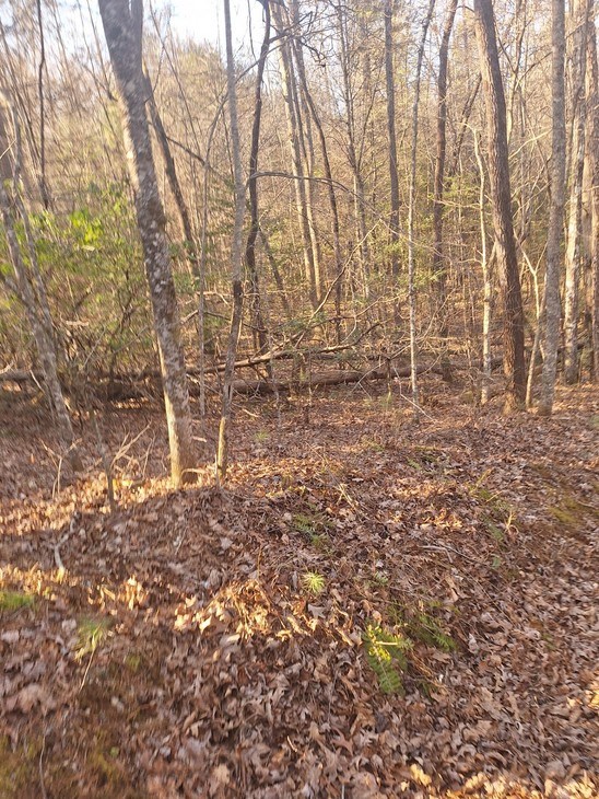 Lots Mill Creek Acres Blue Ridge, GA 30513 - Photo 5 of 6