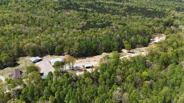 a view of a forest with a tree