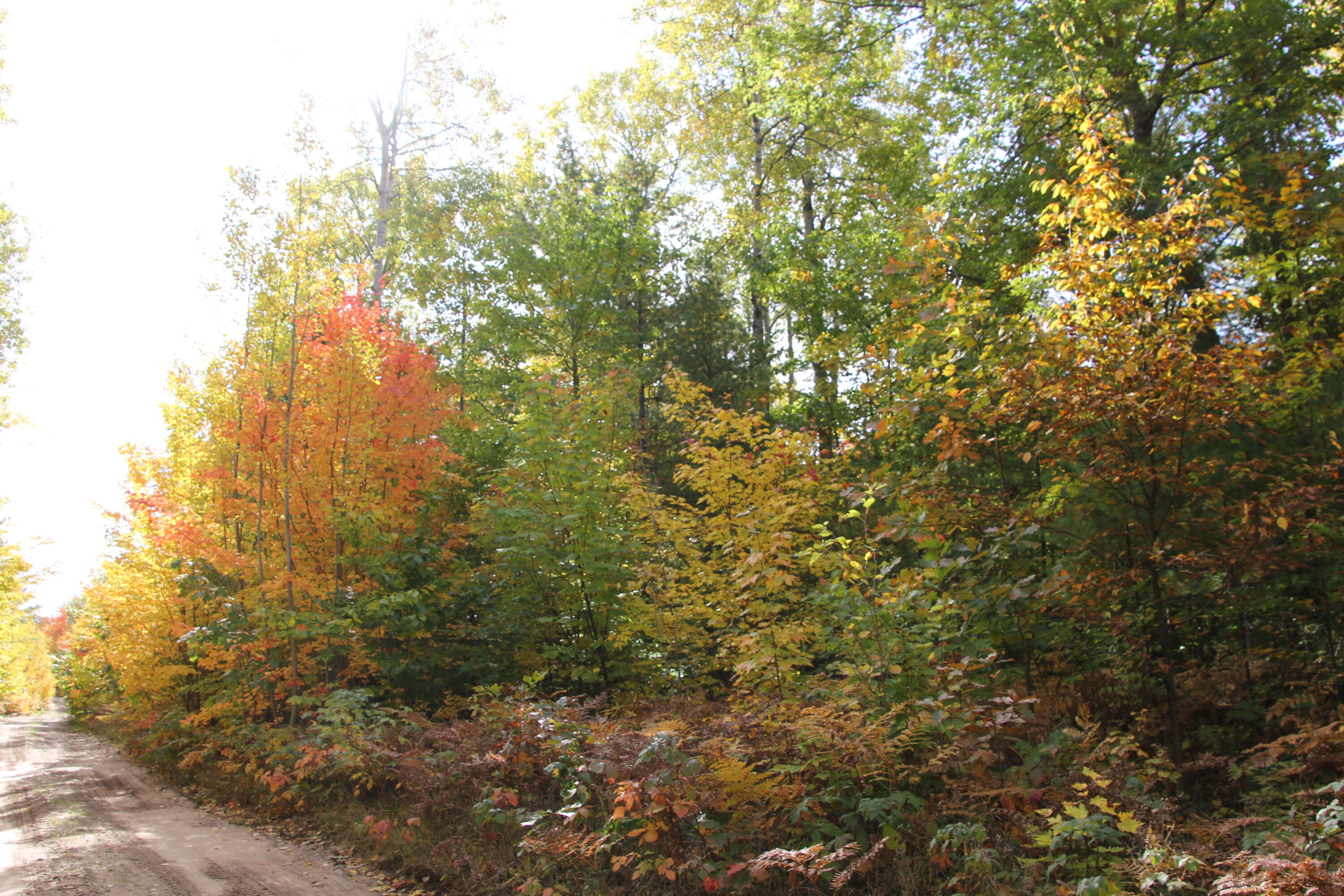 Mccormick Road Cheboygan, MI 49721 - Photo 13 of 19 Gallery Image 13
