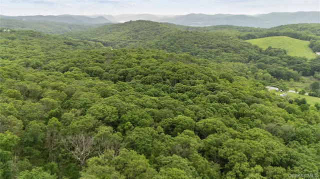 a view of a lush green forest with lush green forest