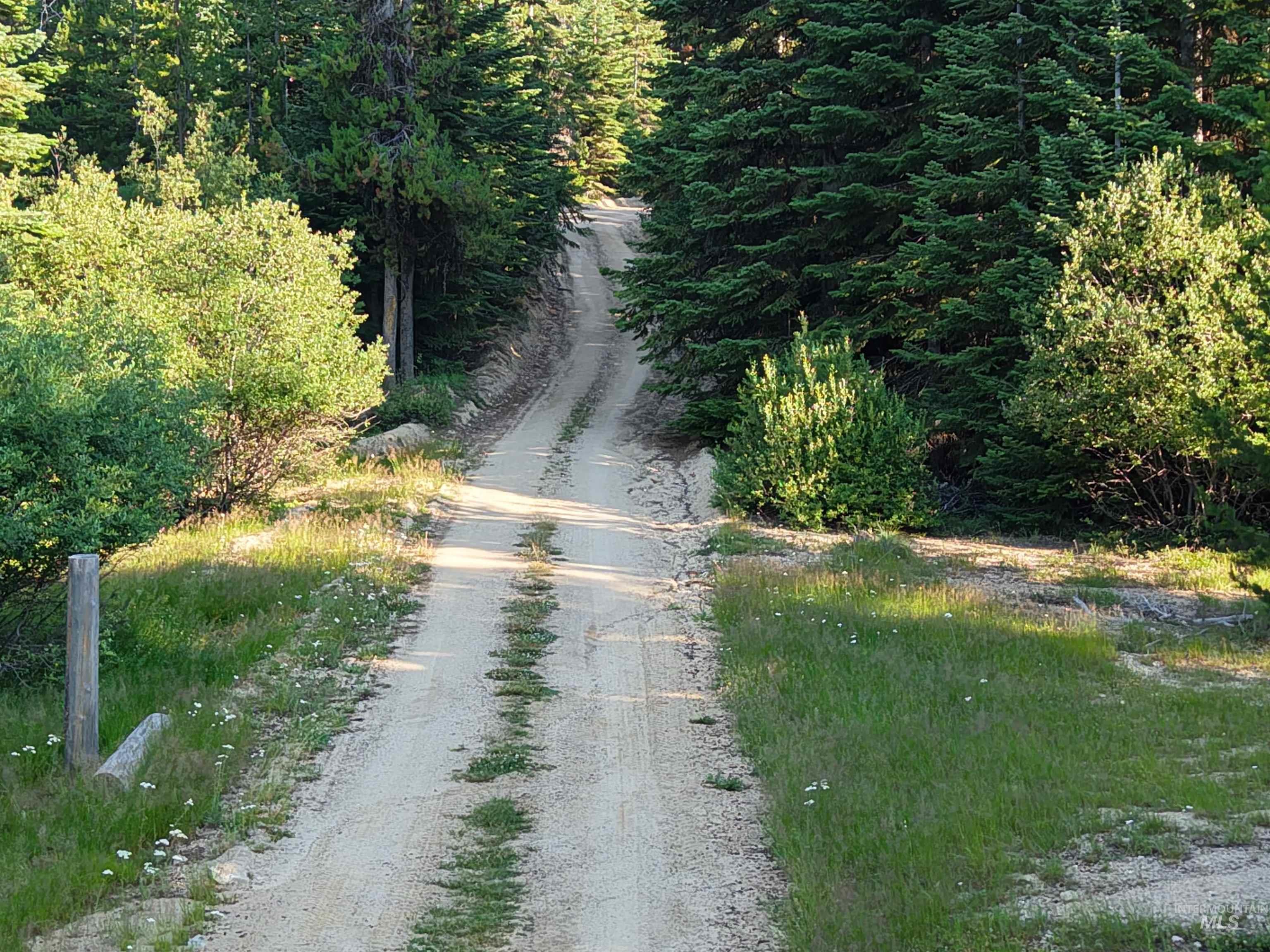 625 Rhett Creek Road Elk City, ID 83525 - Photo 6 of 48 Gravel driveway ascending through dense, established evergreen trees and natural foliage