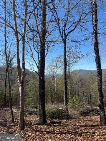 a view of a forest filled with trees