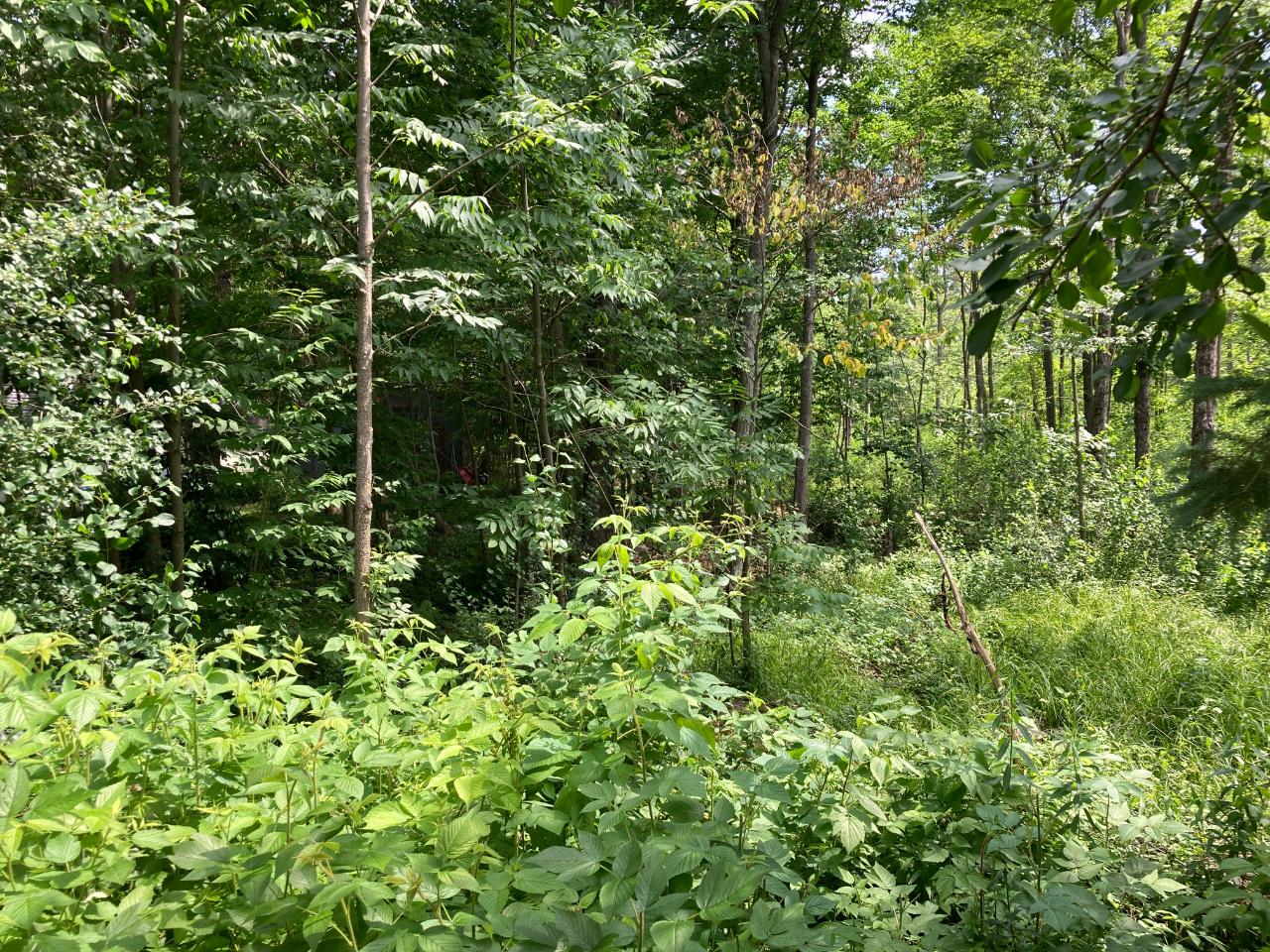 207 Harmony Hills Court Rhinelander, WI 54501 - Photo 27 of 30 Gallery Image 27