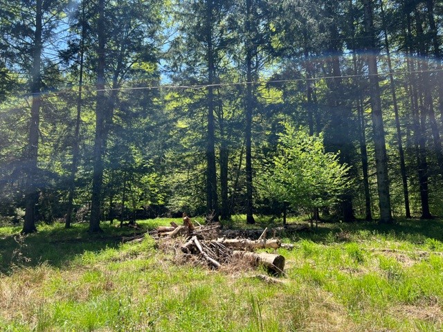 0 Clear Creek Road Emporium, PA 15834 - Photo 21 of 32