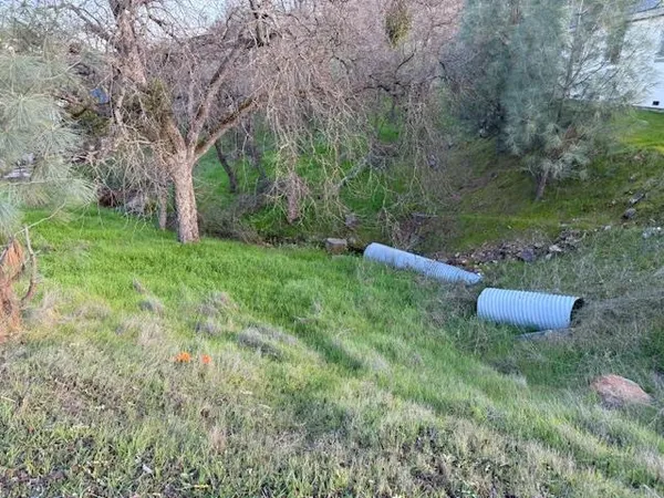 a view of a lush green forest