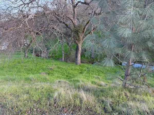 a view of a lush green space