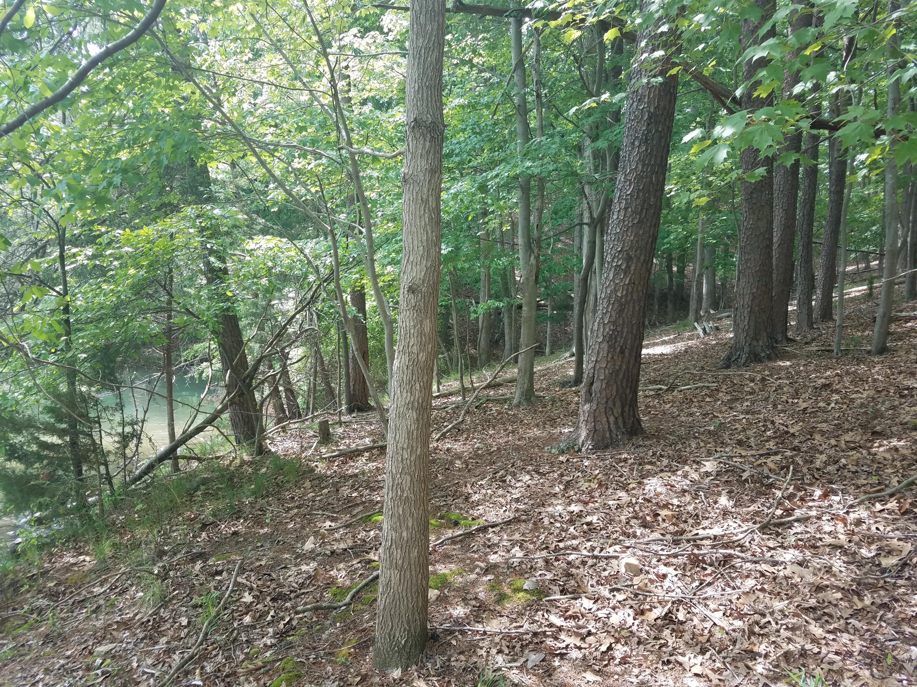 Lot 28 Antler Ridge Road Moneta, VA 24121 - Photo 23 of 28 20190507_145446