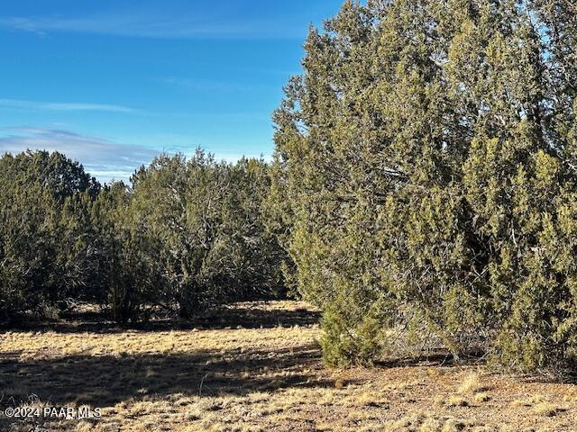 37916 West Howling Coyote Road Seligman, AZ 86337 - Photo 9 of 10 a view of a yard with large trees