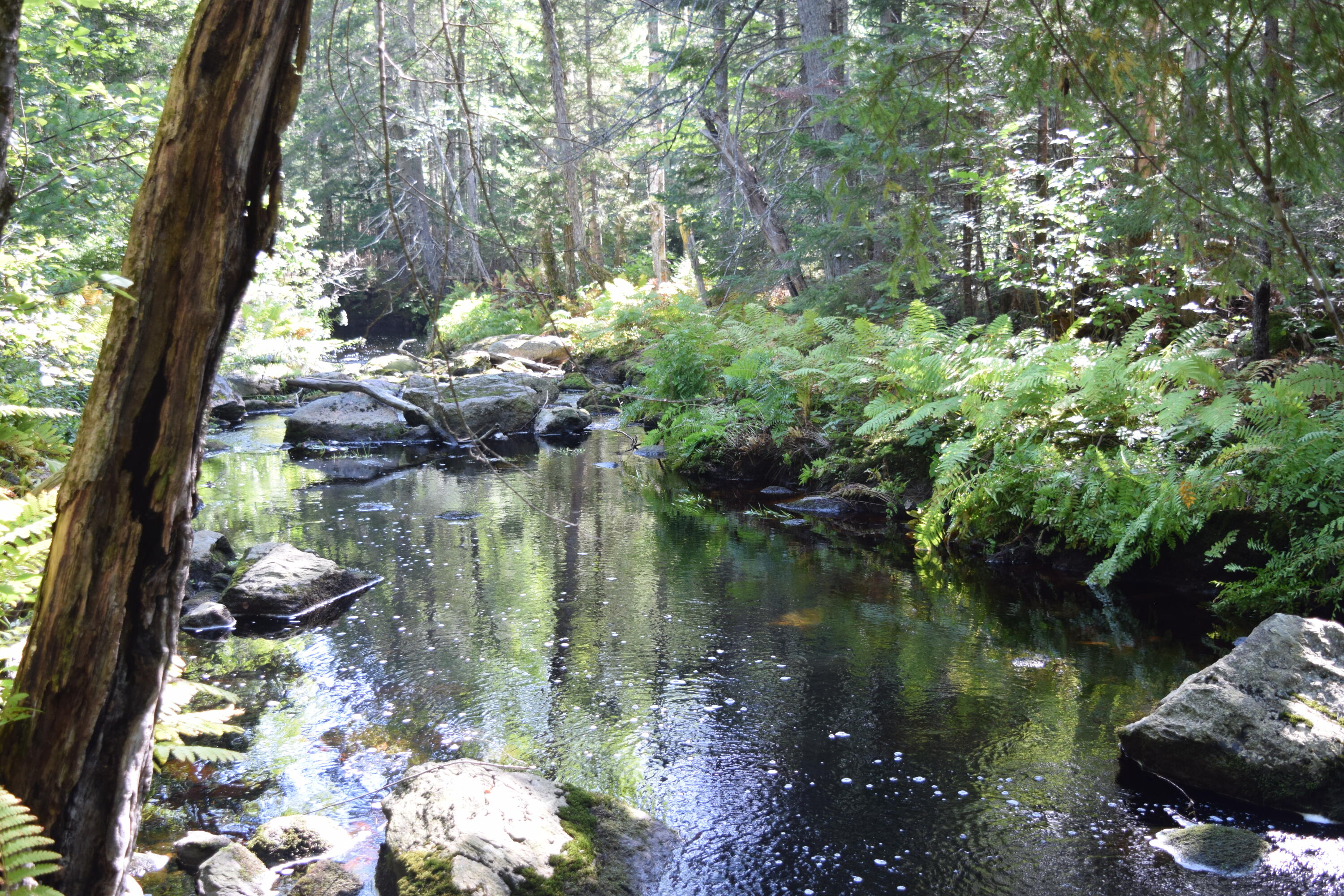 154 Toddy Pond Road Surry, ME 04684 - Photo 28 of 33 DSC_0086