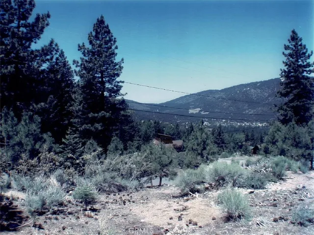 a view of a dry forest