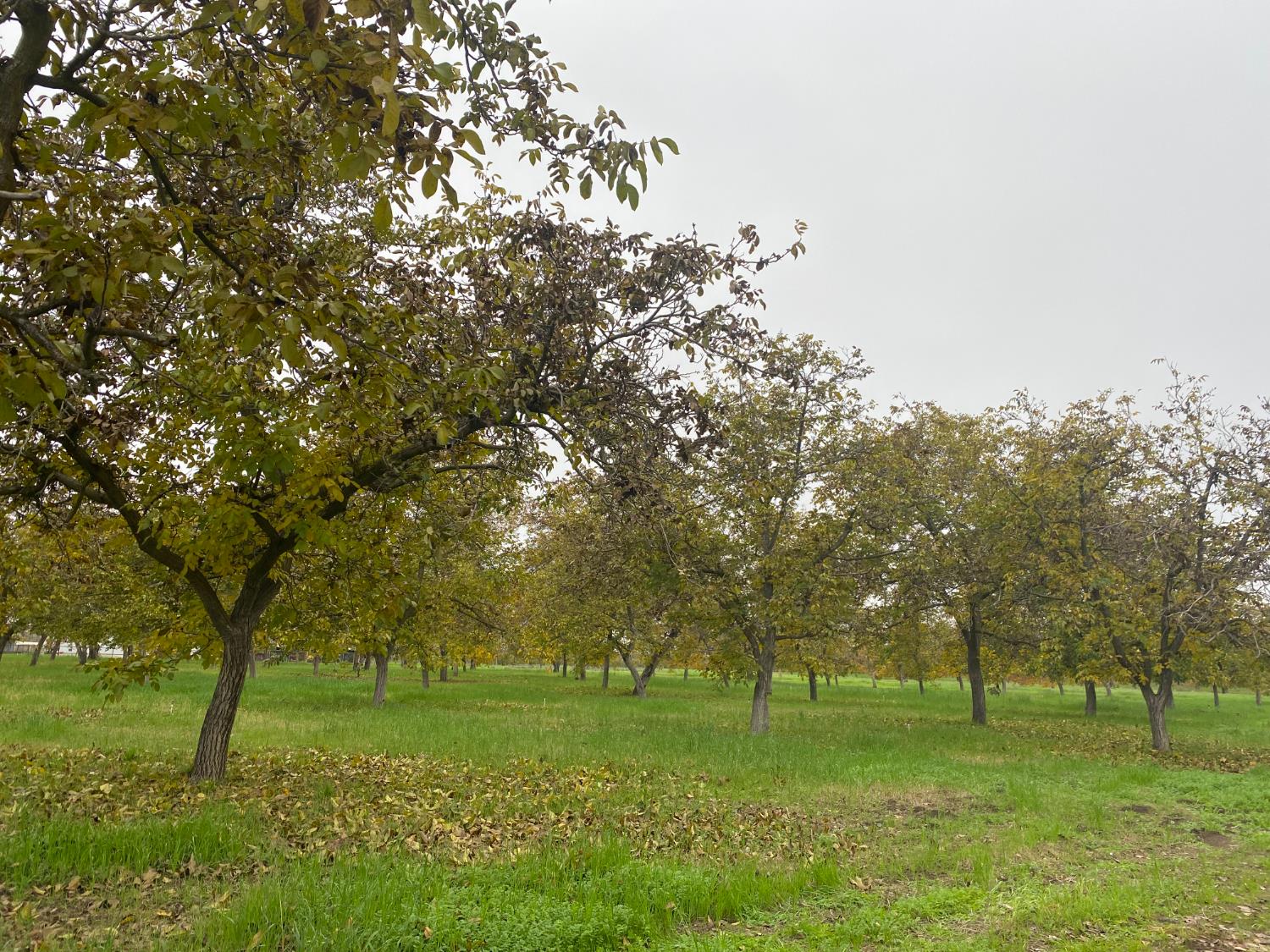 a view of a trees in a yard