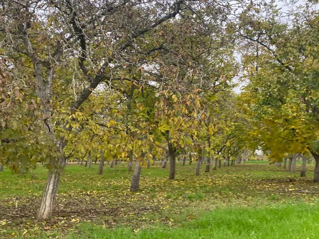 a view of yard with large trees