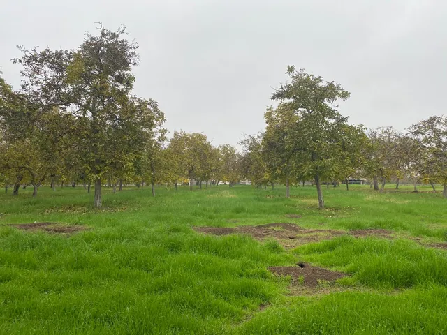 a view of field with trees in the background