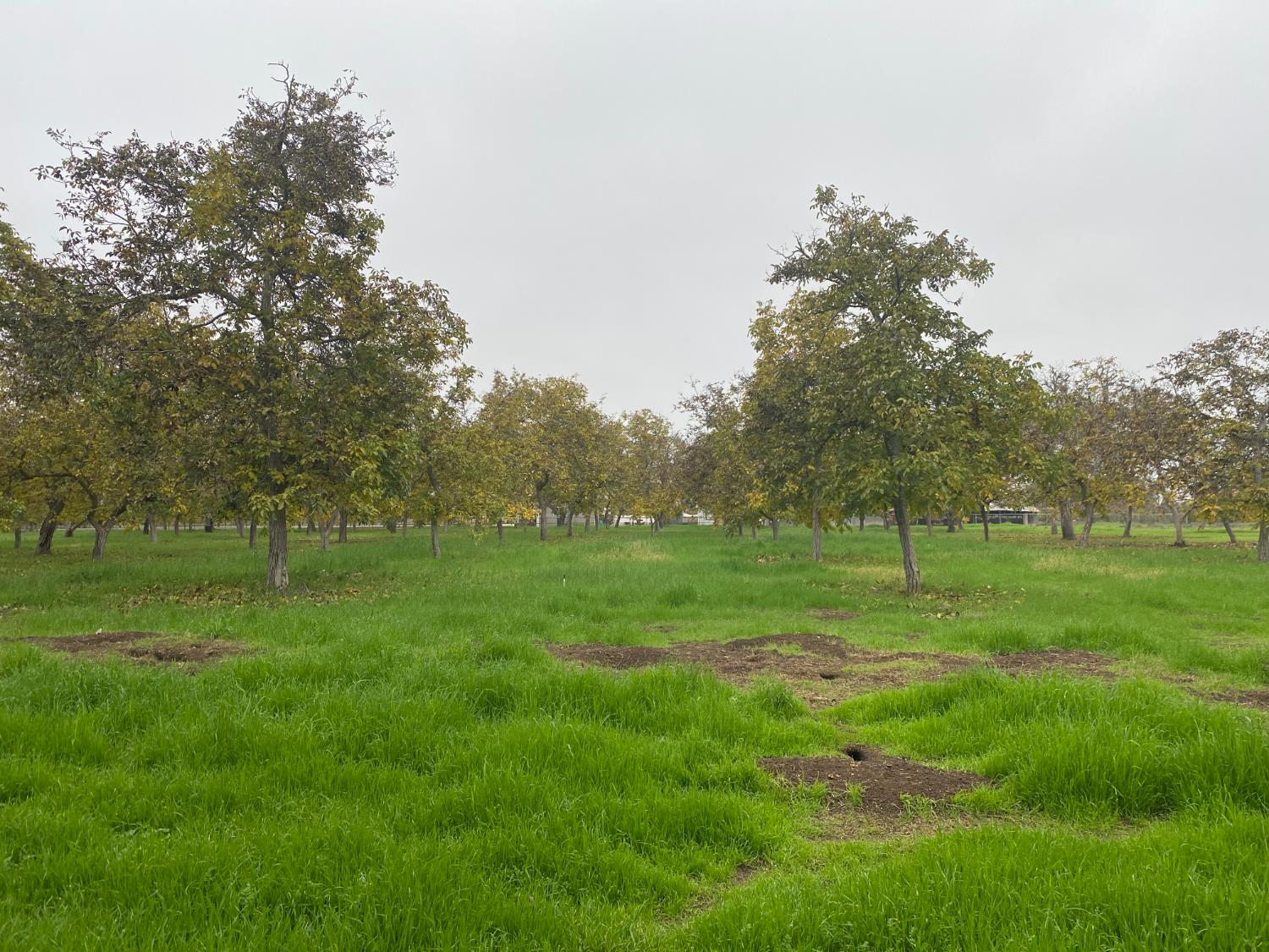 10201 East Fairchild Road Stockton, CA 95215 - Photo 3 of 6 a view of field with trees in the background
