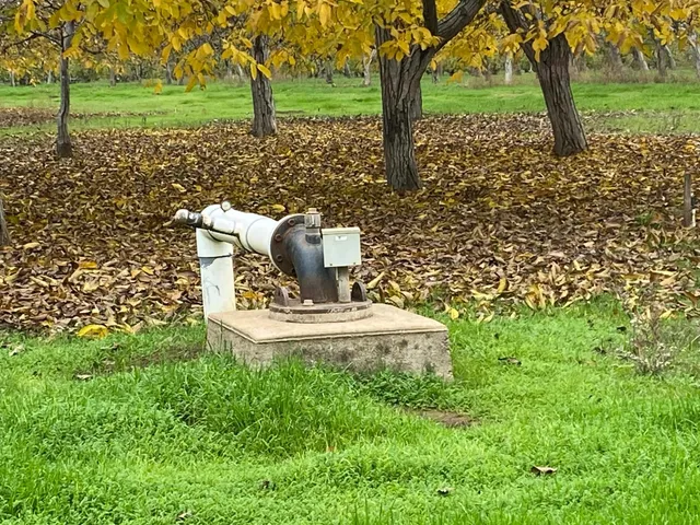 a view of a yard with plants and trees