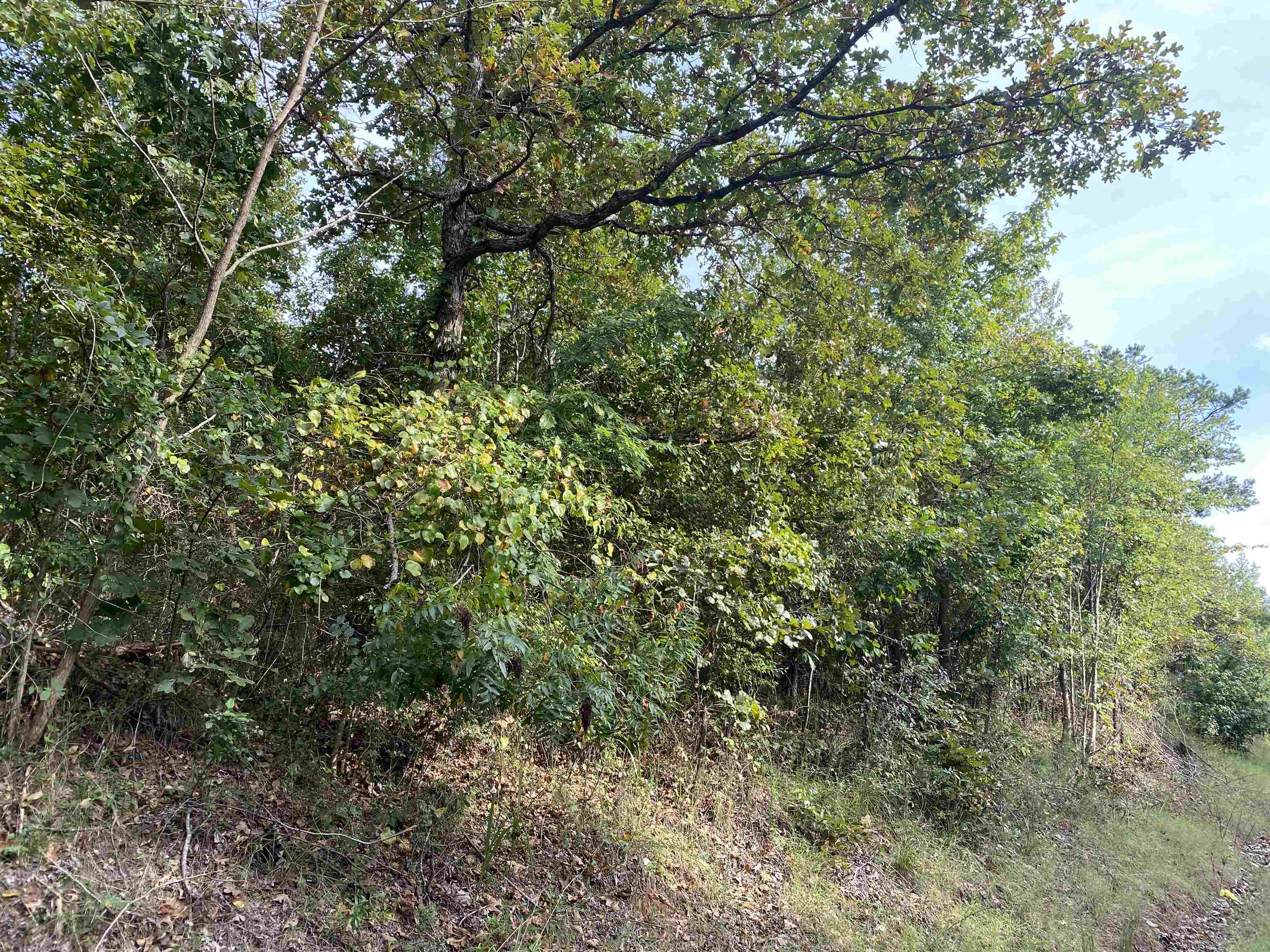 0 Gann Road Selmer, TN 38375 - Photo 3 of 14 Gallery Image 3