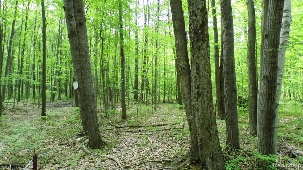 0 South Murray Road Caro, MI 48723 - Photo 11 of 14
