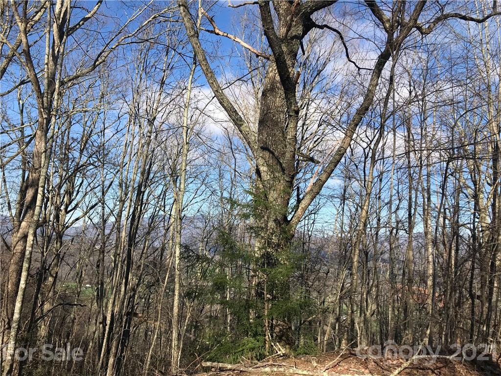 A Brandywine Road Waynesville, NC 28786 - Photo 4 of 6 a view of a yard with a tree