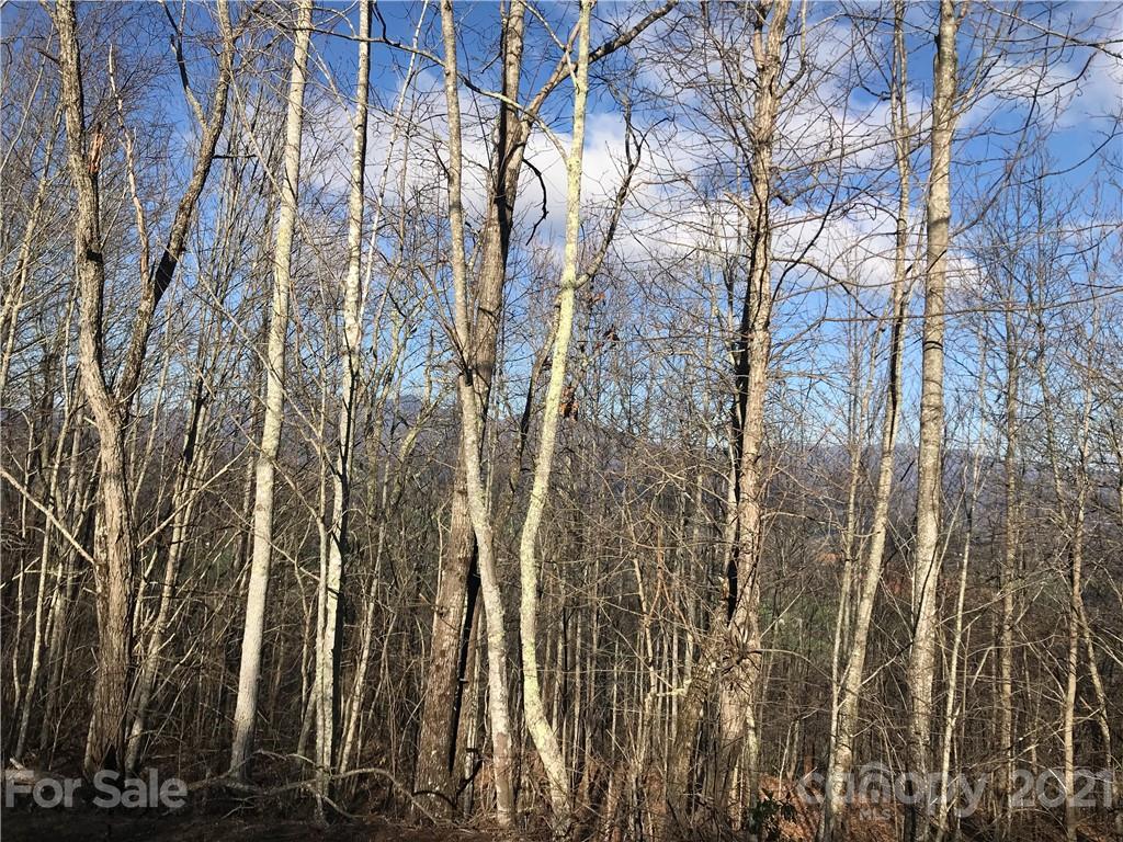 A Brandywine Road Waynesville, NC 28786 - Photo 6 of 6 a view of a yard with lots of trees