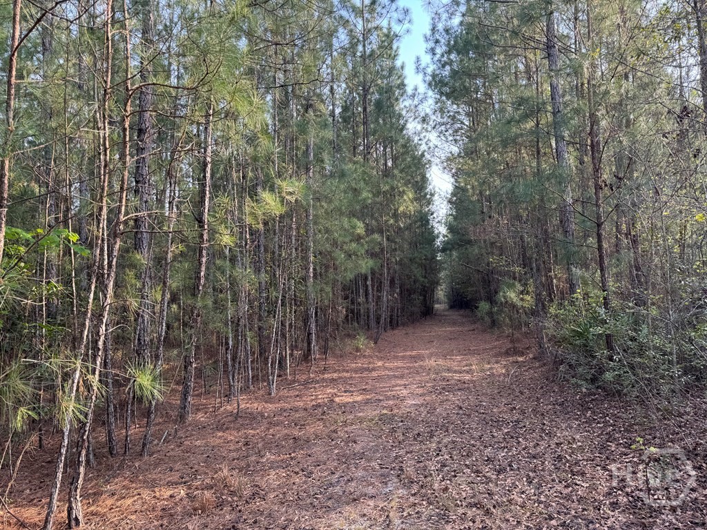 1139 Henry Wolcott Road Ludowici, GA 31316 - Photo 15 of 20