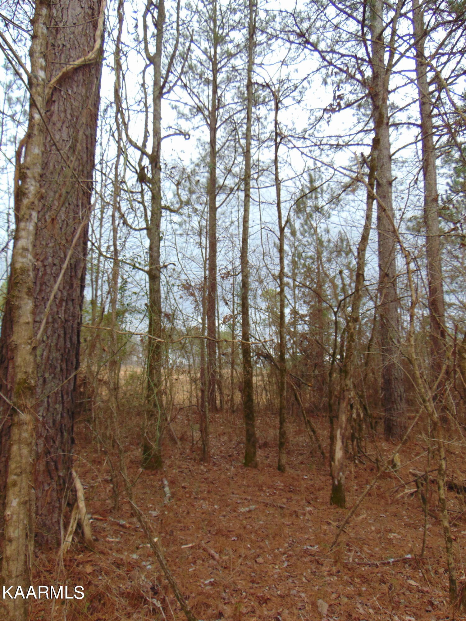 11 Athens Road Calhoun, TN 37309 - Photo 27 of 59 DSC02405