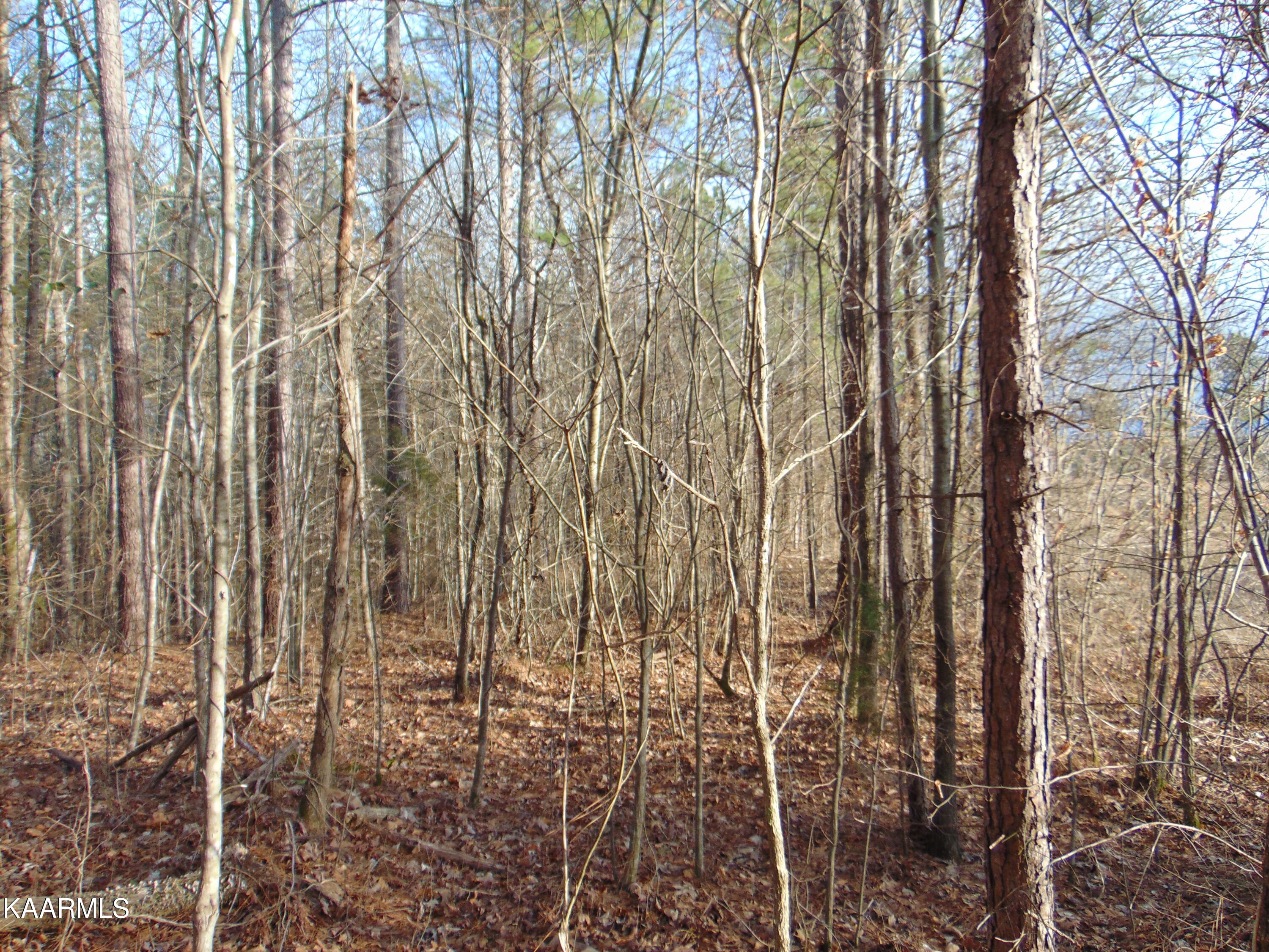 11 Athens Road Calhoun, TN 37309 - Photo 52 of 59 DSC02434