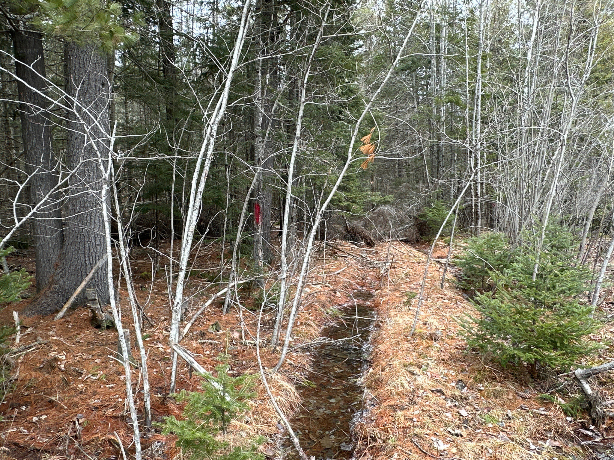 M2-l59-4 Dixmont Road Etna, ME 04434 - Photo 27 of 29 Photo Mar 11 2024, 11 33 03 AM (3)