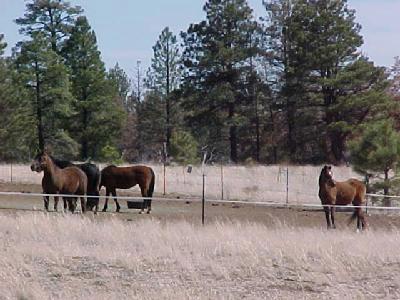 5940 Waki Road Flagstaff, AZ 86004 - Photo 21 of 31 Additional Photo