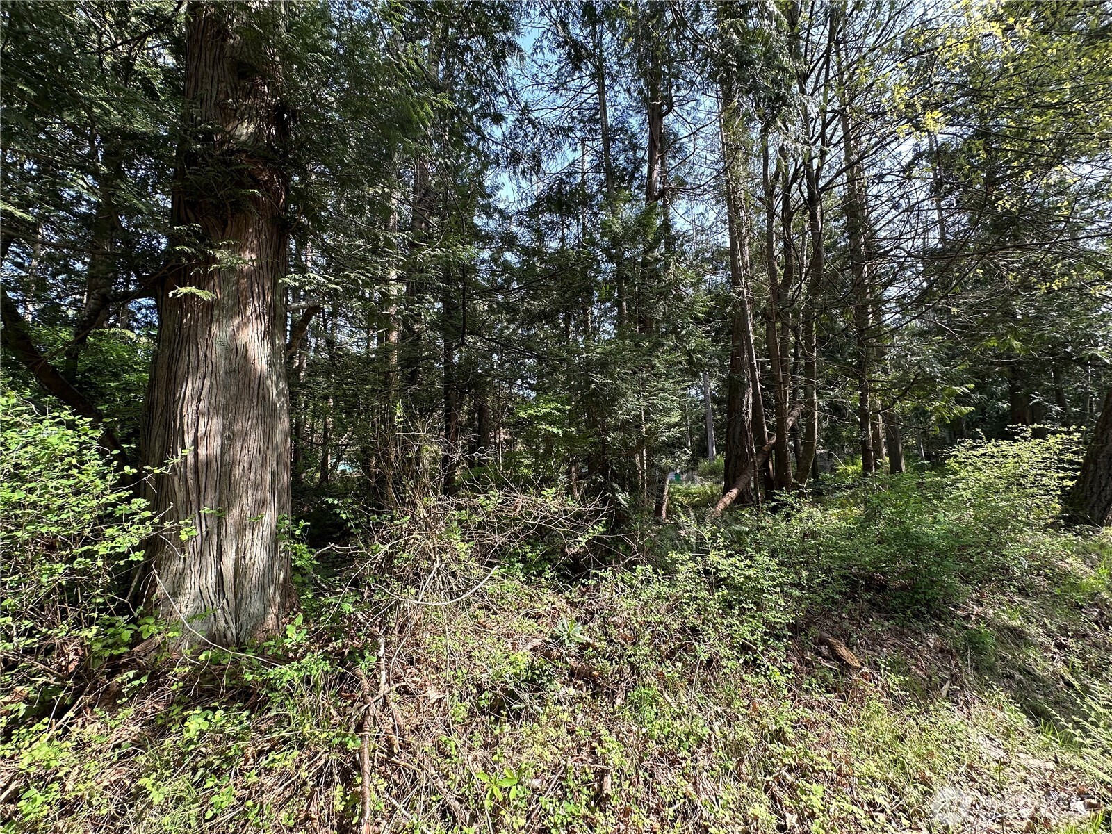 0 Lot 9 Tyee Dr Point Point Roberts, WA 98281 - Photo 4 of 10 a big yard with lots of green space