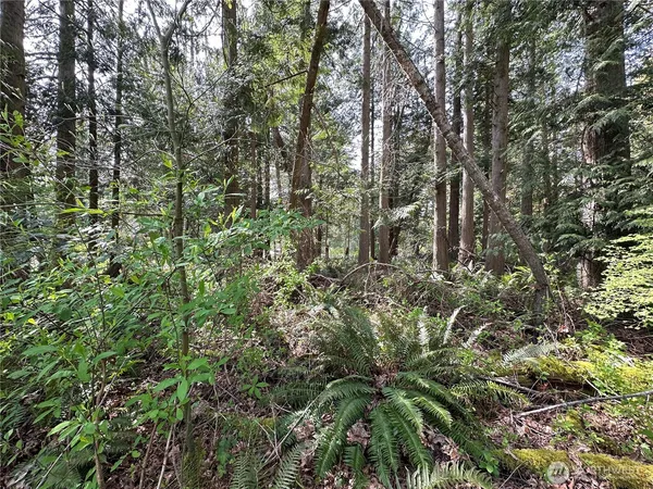 a view of a lush green forest