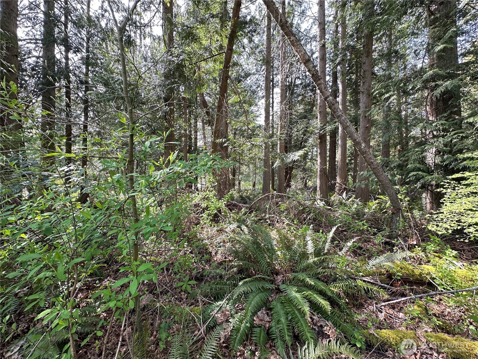 0 Lot 9 Tyee Dr Point Point Roberts, WA 98281 - Photo 5 of 10 a view of a lush green forest