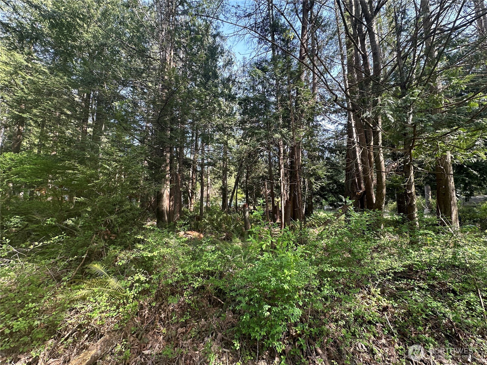 0 Lot 9 Tyee Dr Point Point Roberts, WA 98281 - Photo 7 of 10 a view of outdoor space with lots of trees