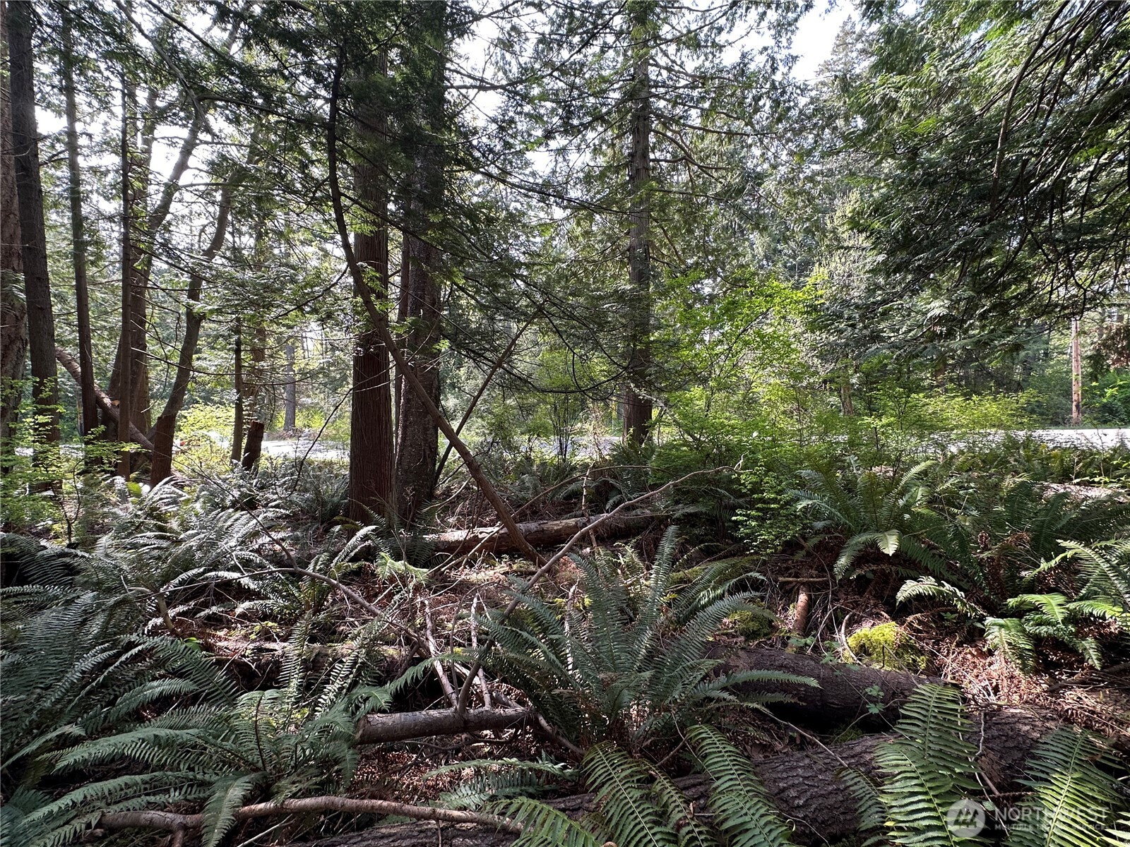 0 Lot 9 Tyee Dr Point Point Roberts, WA 98281 - Photo 10 of 10 a picture of tree