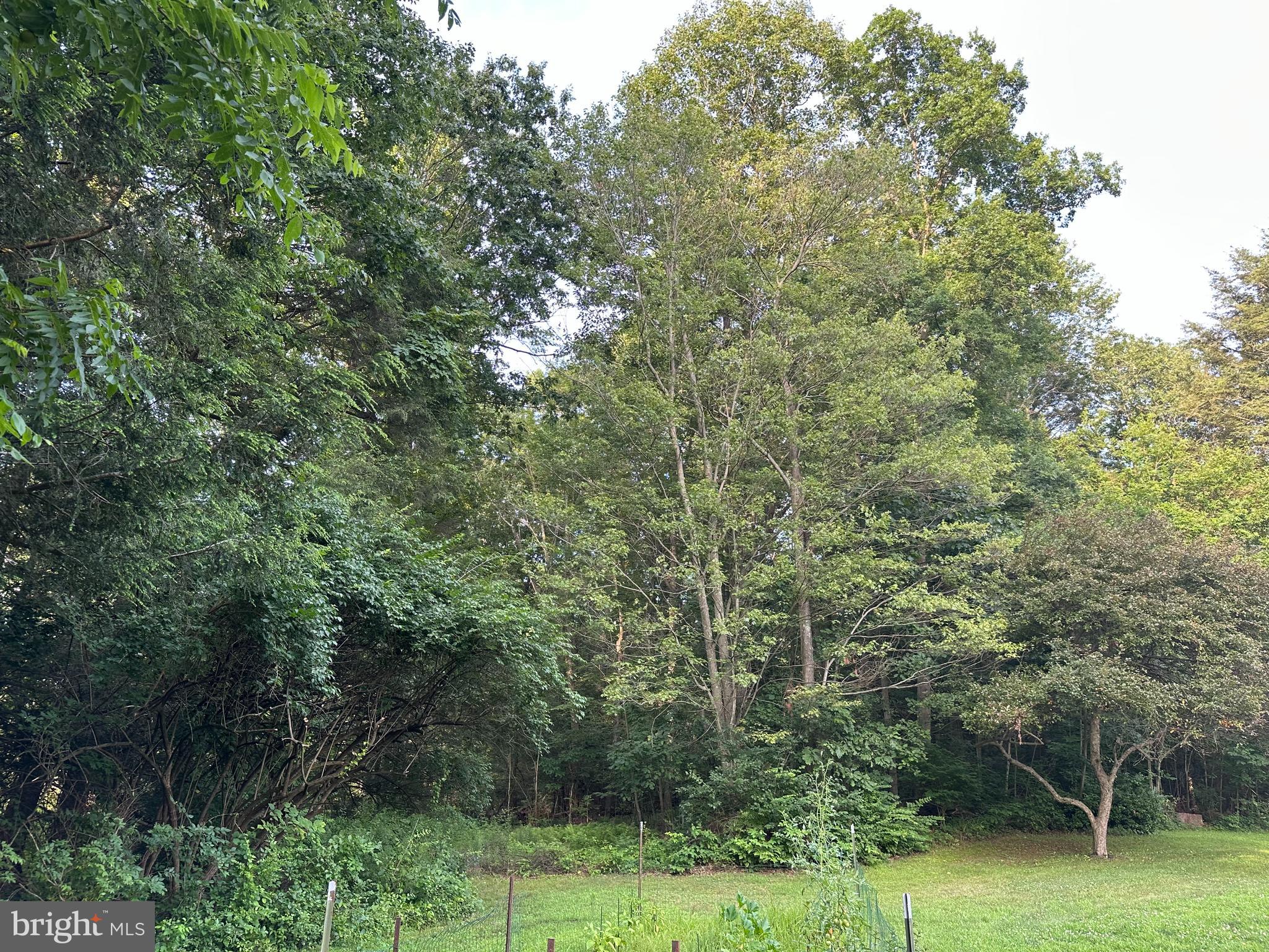 Tadpole Road Pennsylvania Furnace, PA 16865 - Photo 2 of 3 a view of a forest with a trees