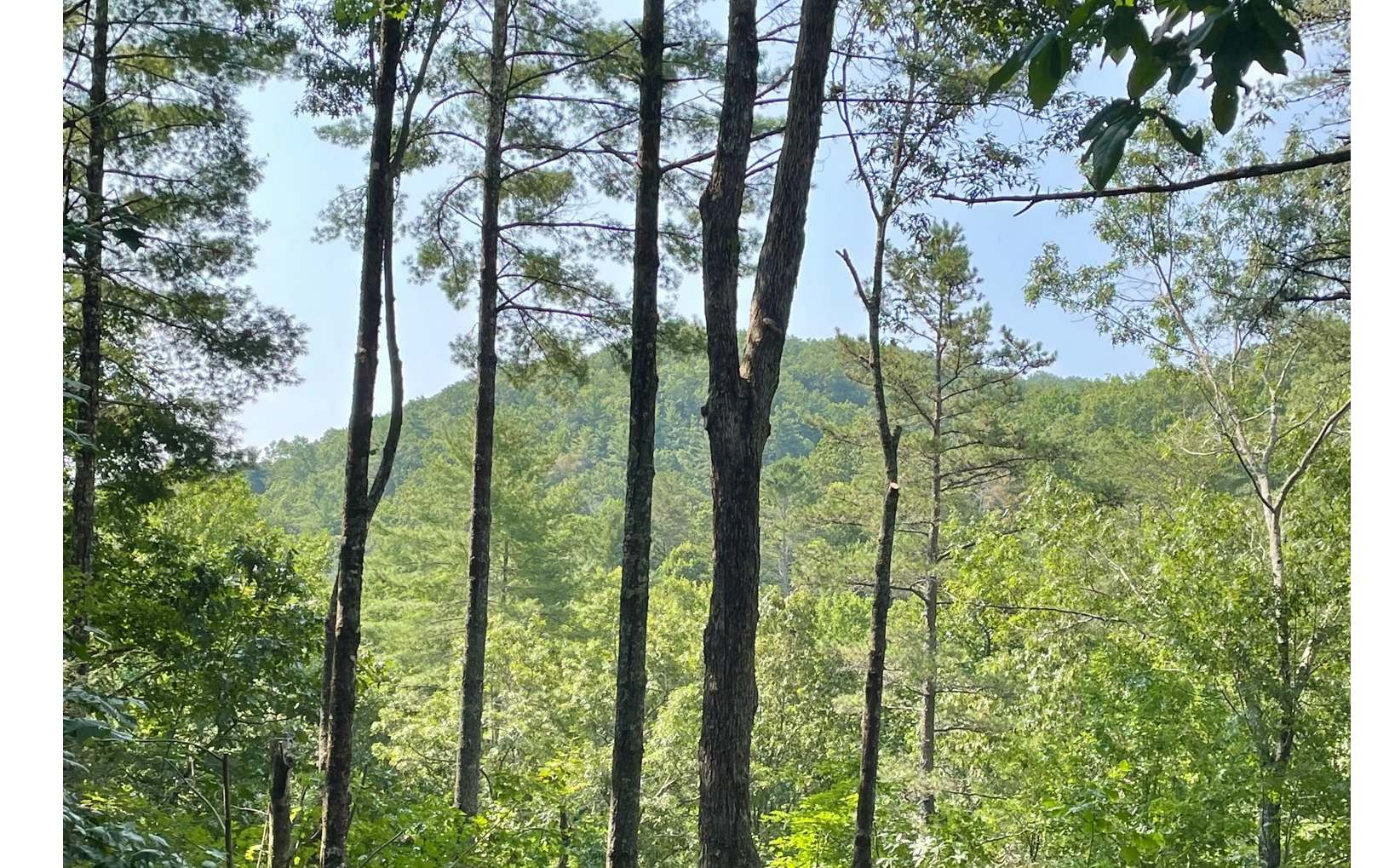 206 Mountain View Road Cherry Log, GA 30522 - Photo 1 of 49 a view of outdoor space and trees