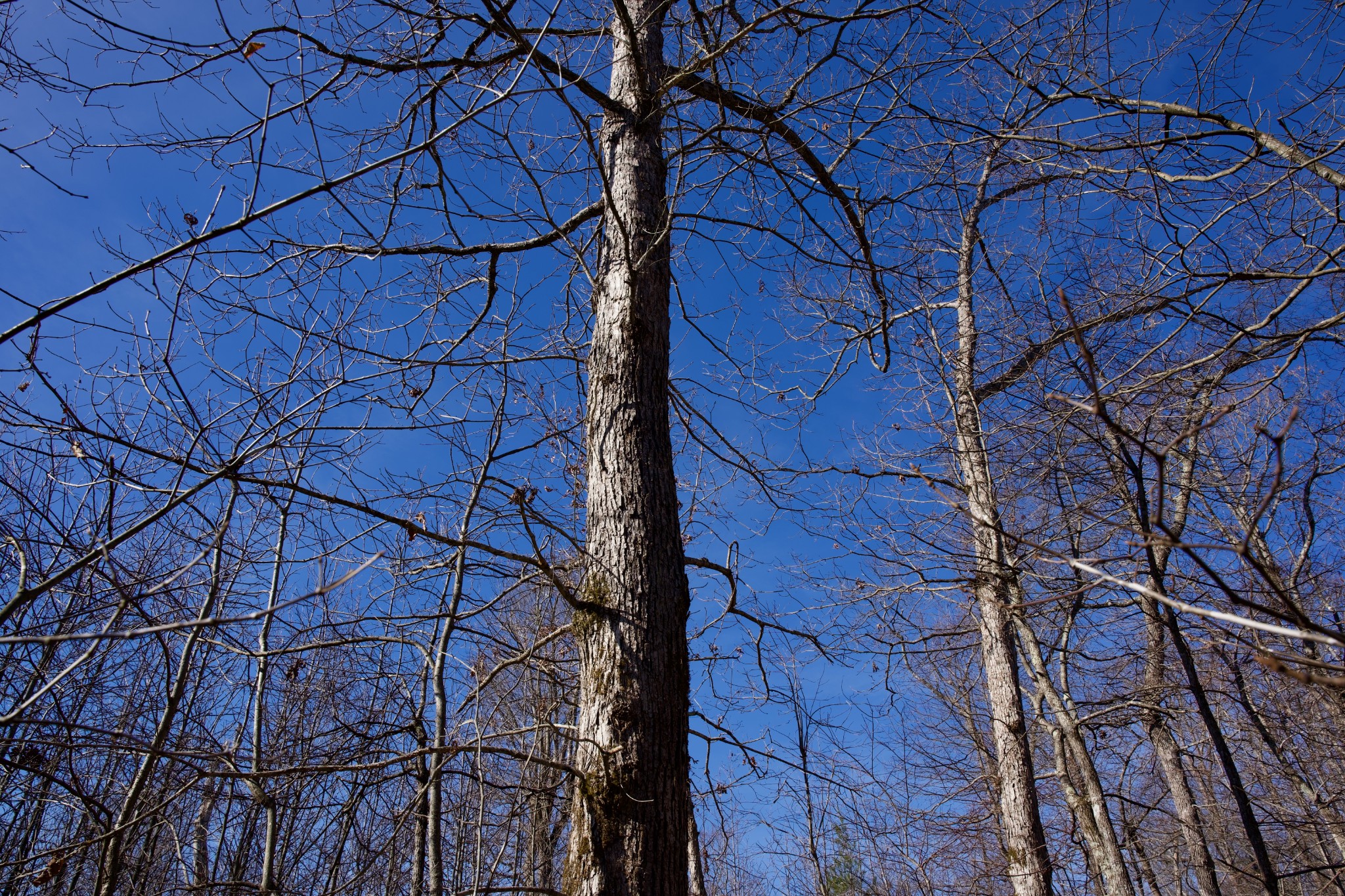 100 Valley View Road Crossville, TN 38572 - Photo 11 of 37 a picture of a tree