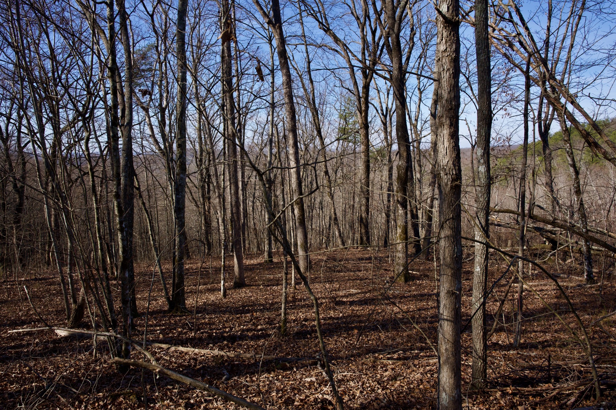 100 Valley View Road Crossville, TN 38572 - Photo 12 of 37 a backyard of a house with lots of green space