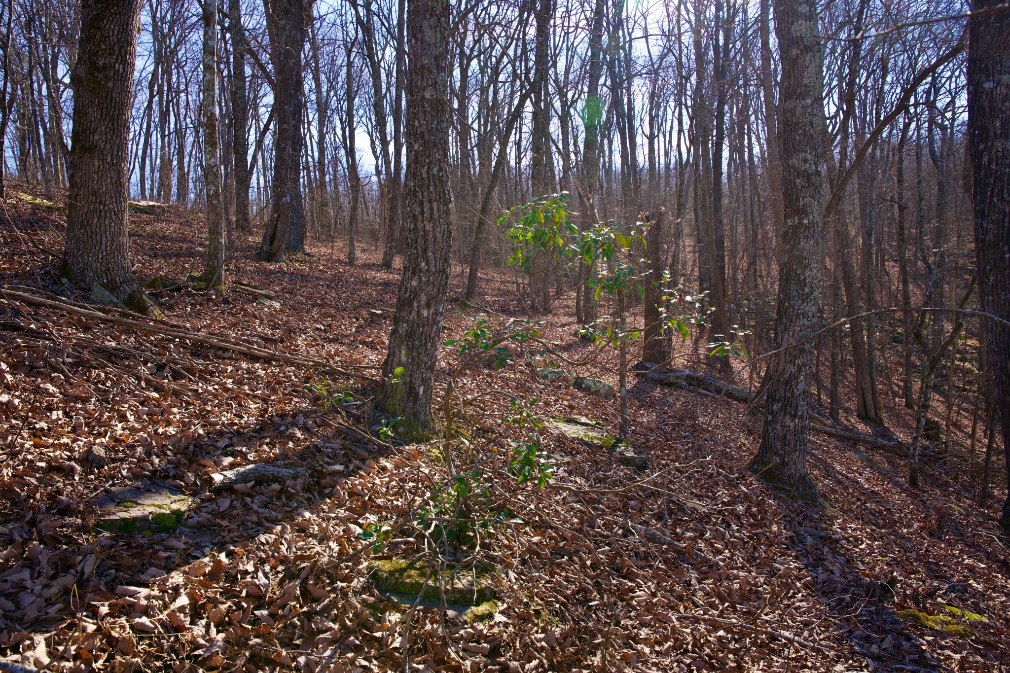 100 Valley View Road Crossville, TN 38572 - Photo 14 of 37 a view of backyard with tree