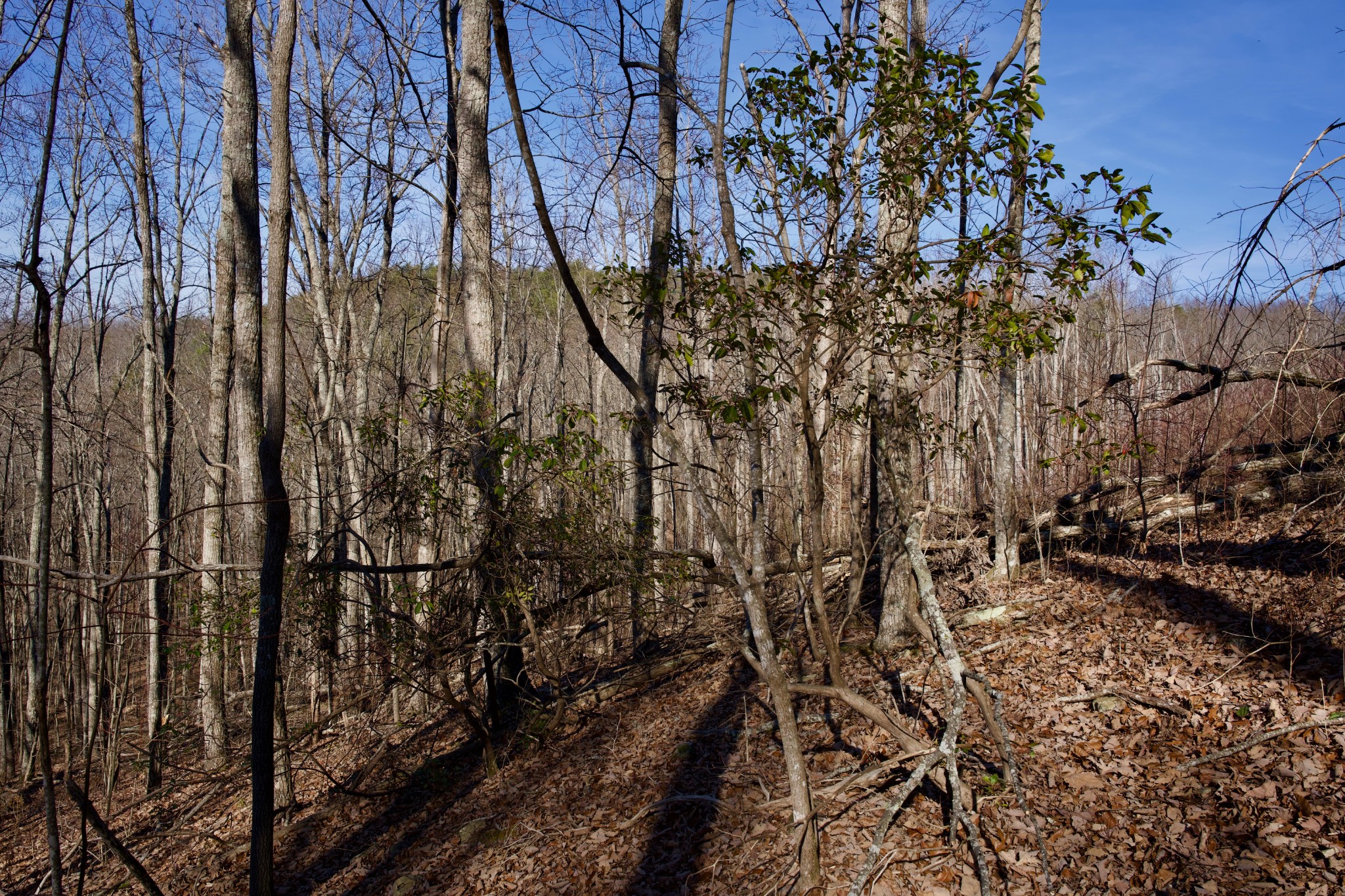 100 Valley View Road Crossville, TN 38572 - Photo 15 of 37 a view of a yard of a building