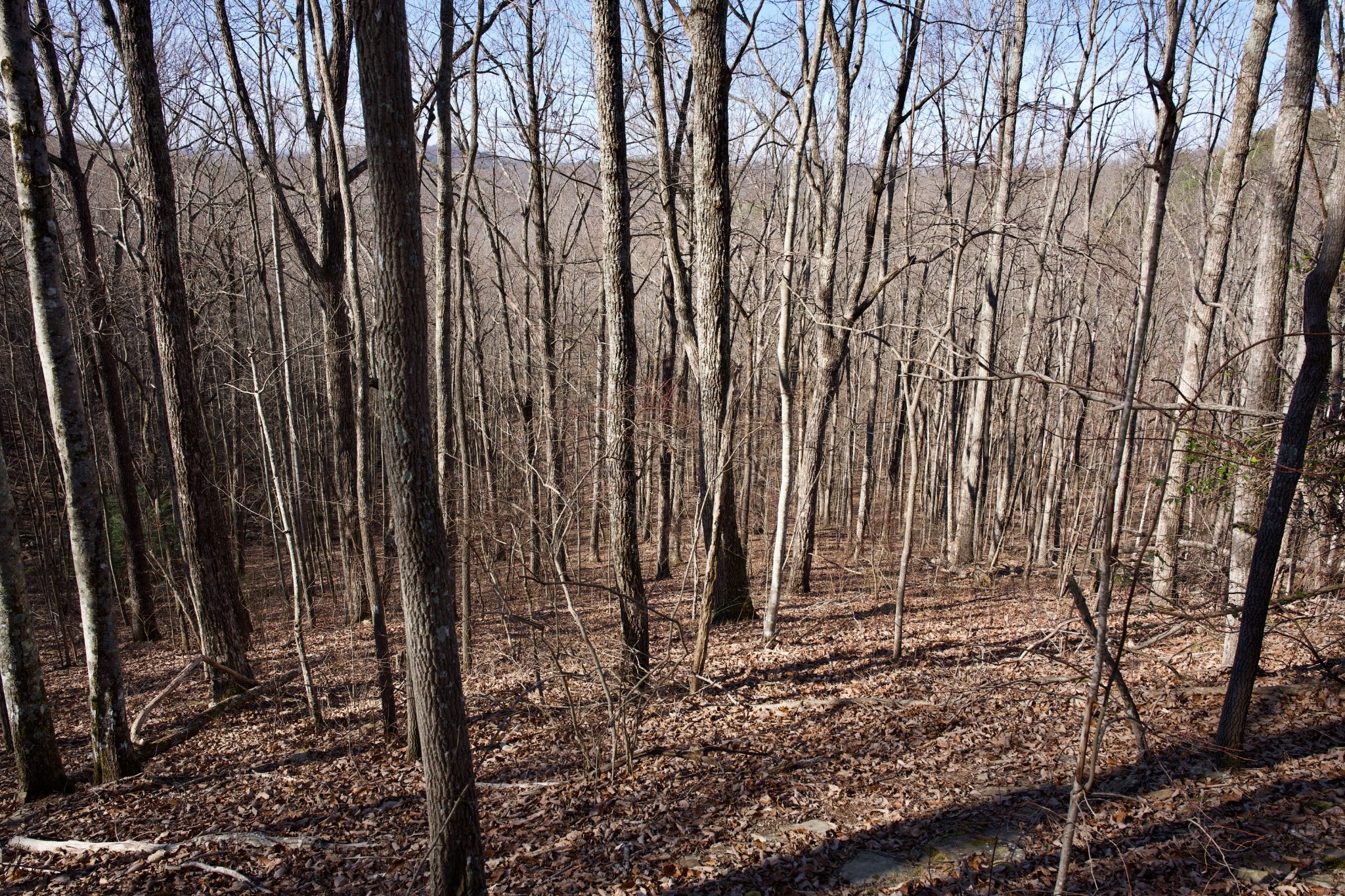 100 Valley View Road Crossville, TN 38572 - Photo 16 of 37 a view of a backyard