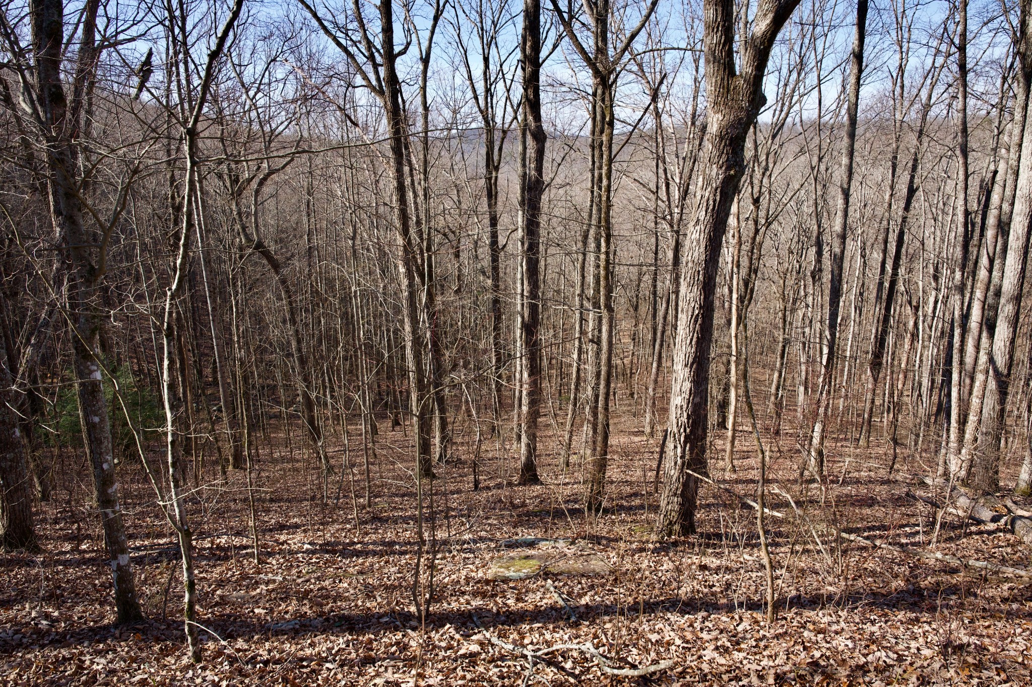 100 Valley View Road Crossville, TN 38572 - Photo 17 of 37 a view of a backyard