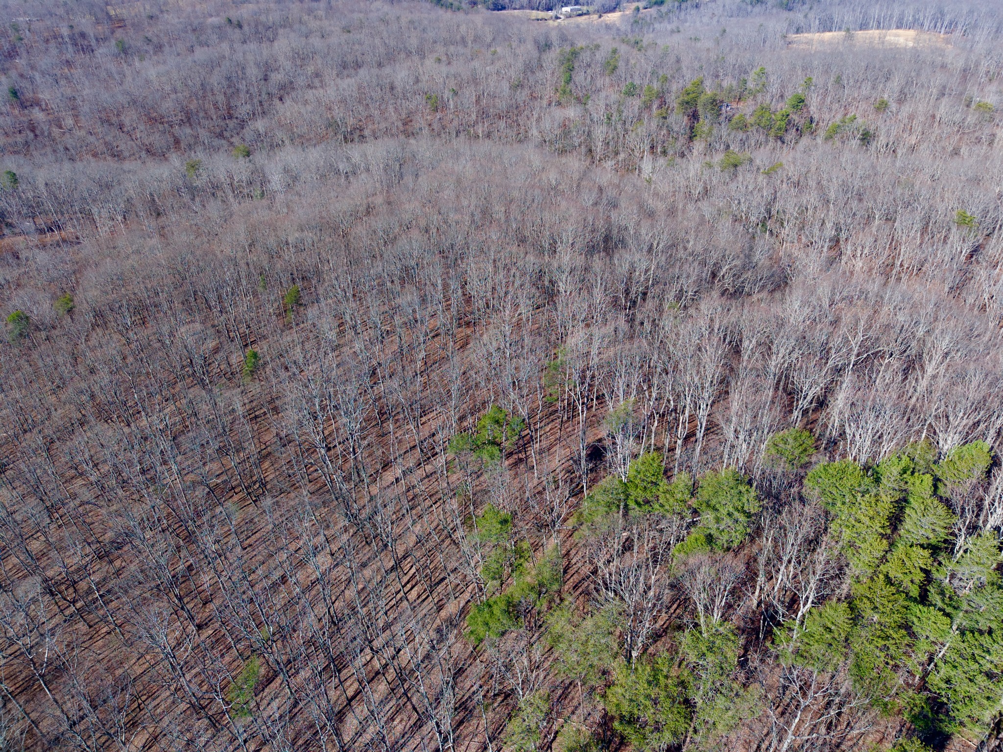 100 Valley View Road Crossville, TN 38572 - Photo 27 of 37 a plant is in a garden
