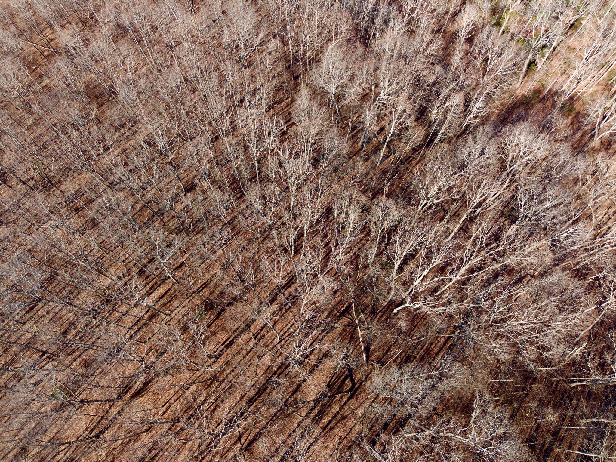 100 Valley View Road Crossville, TN 38572 - Photo 28 of 37 a view of a yard