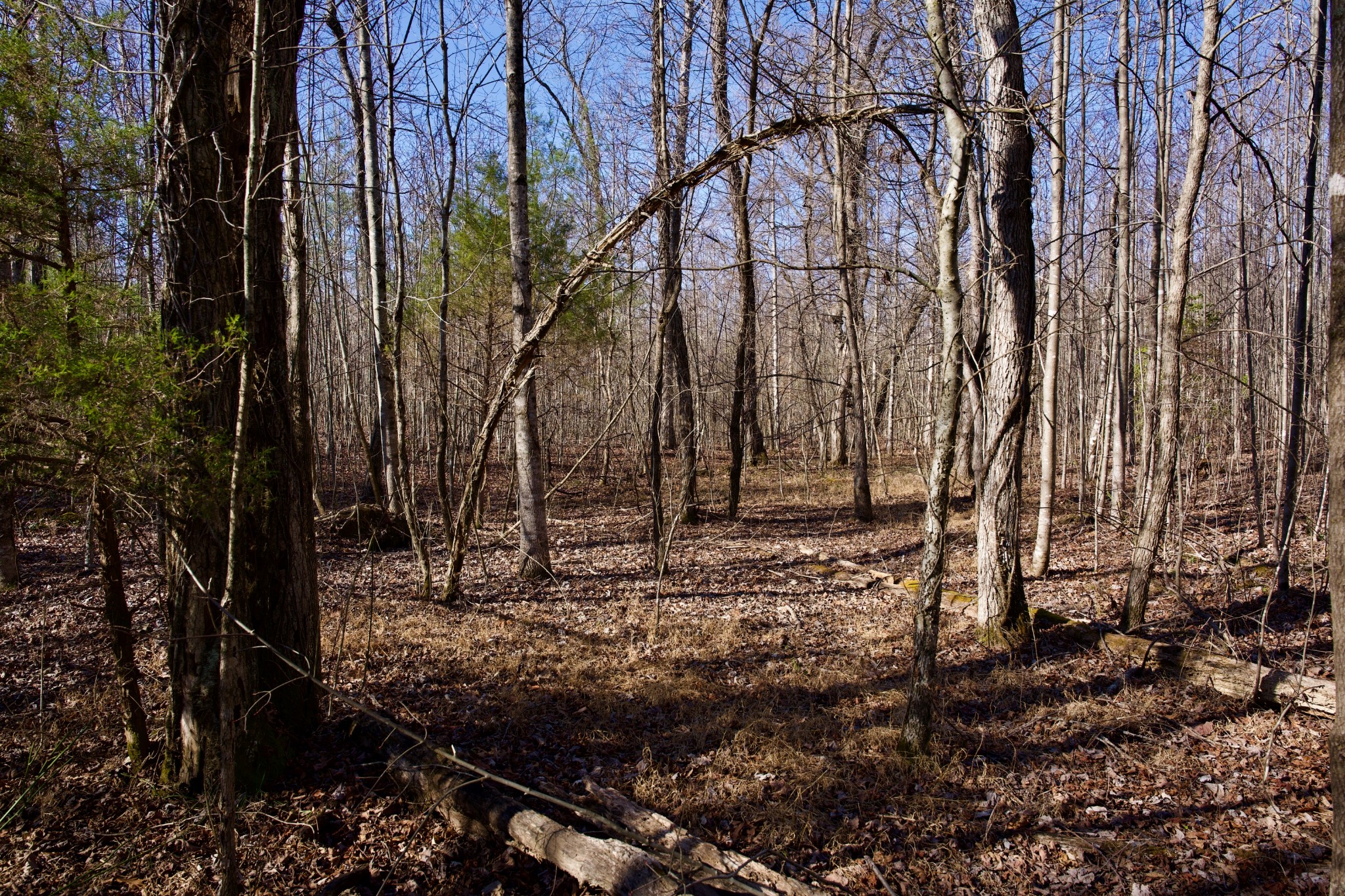 100 Valley View Road Crossville, TN 38572 - Photo 7 of 37 a view of a yard with plants and trees