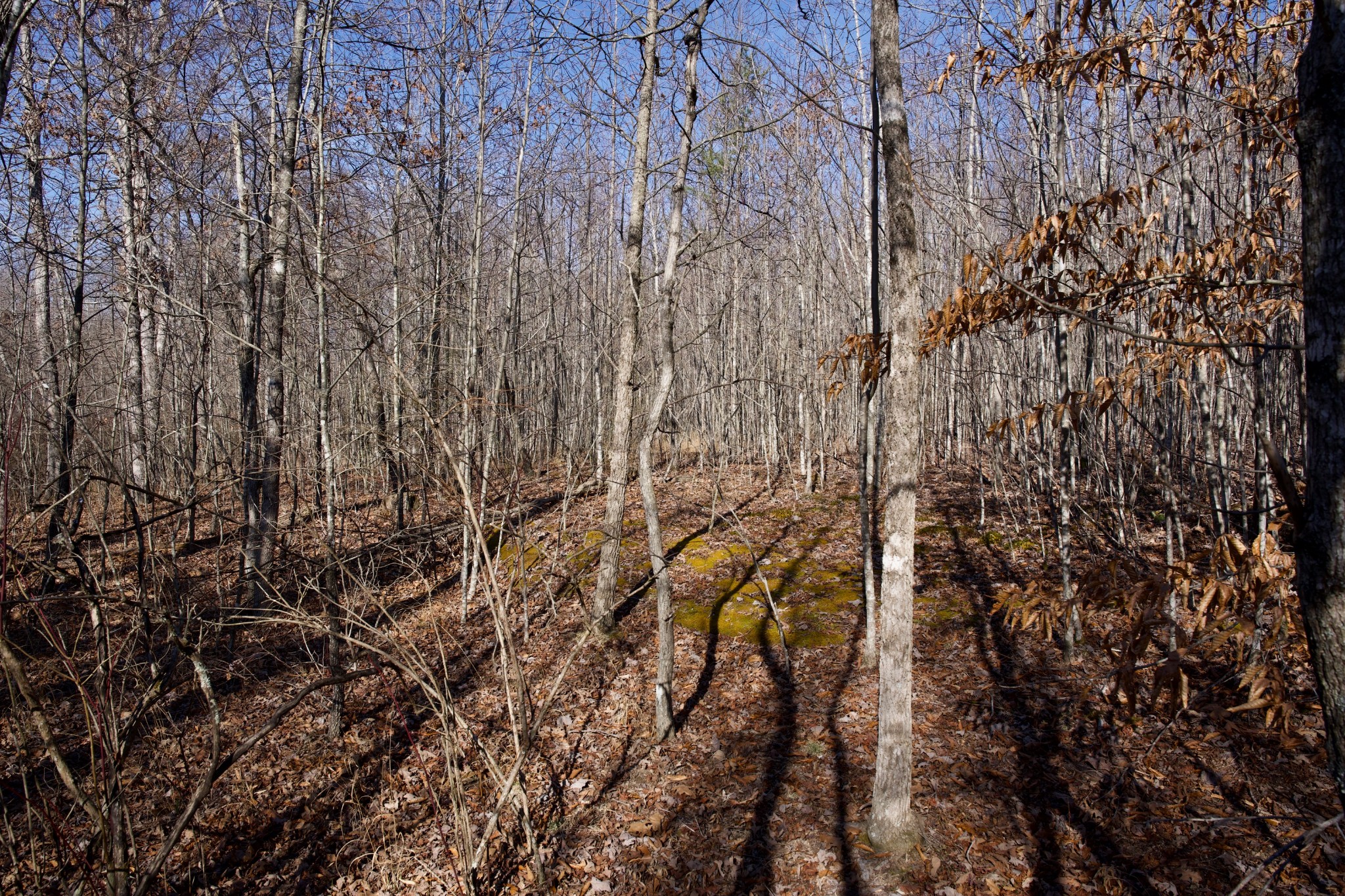 100 Valley View Road Crossville, TN 38572 - Photo 8 of 37 a view of a yard