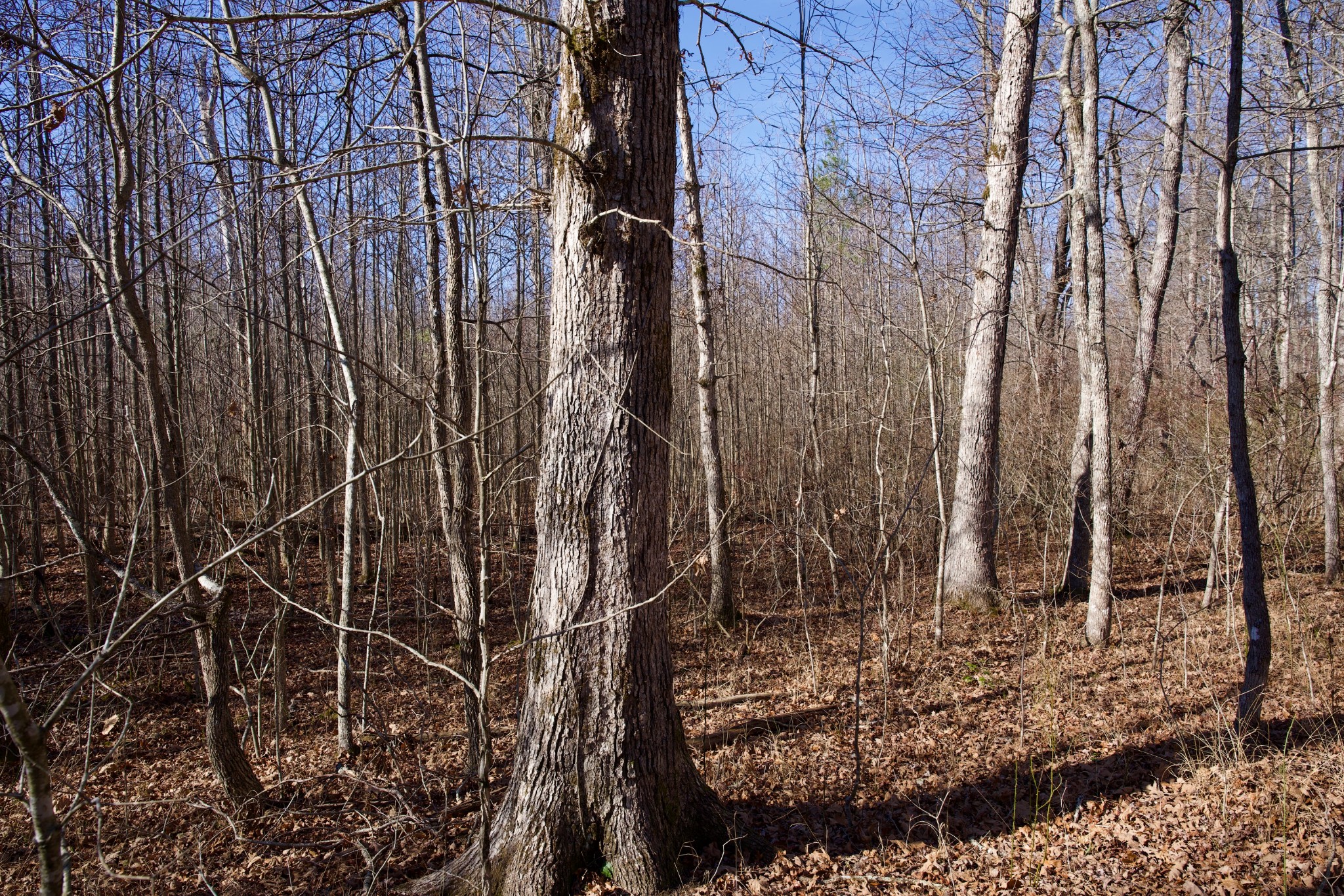 100 Valley View Road Crossville, TN 38572 - Photo 10 of 37 a view of a pathway of a building