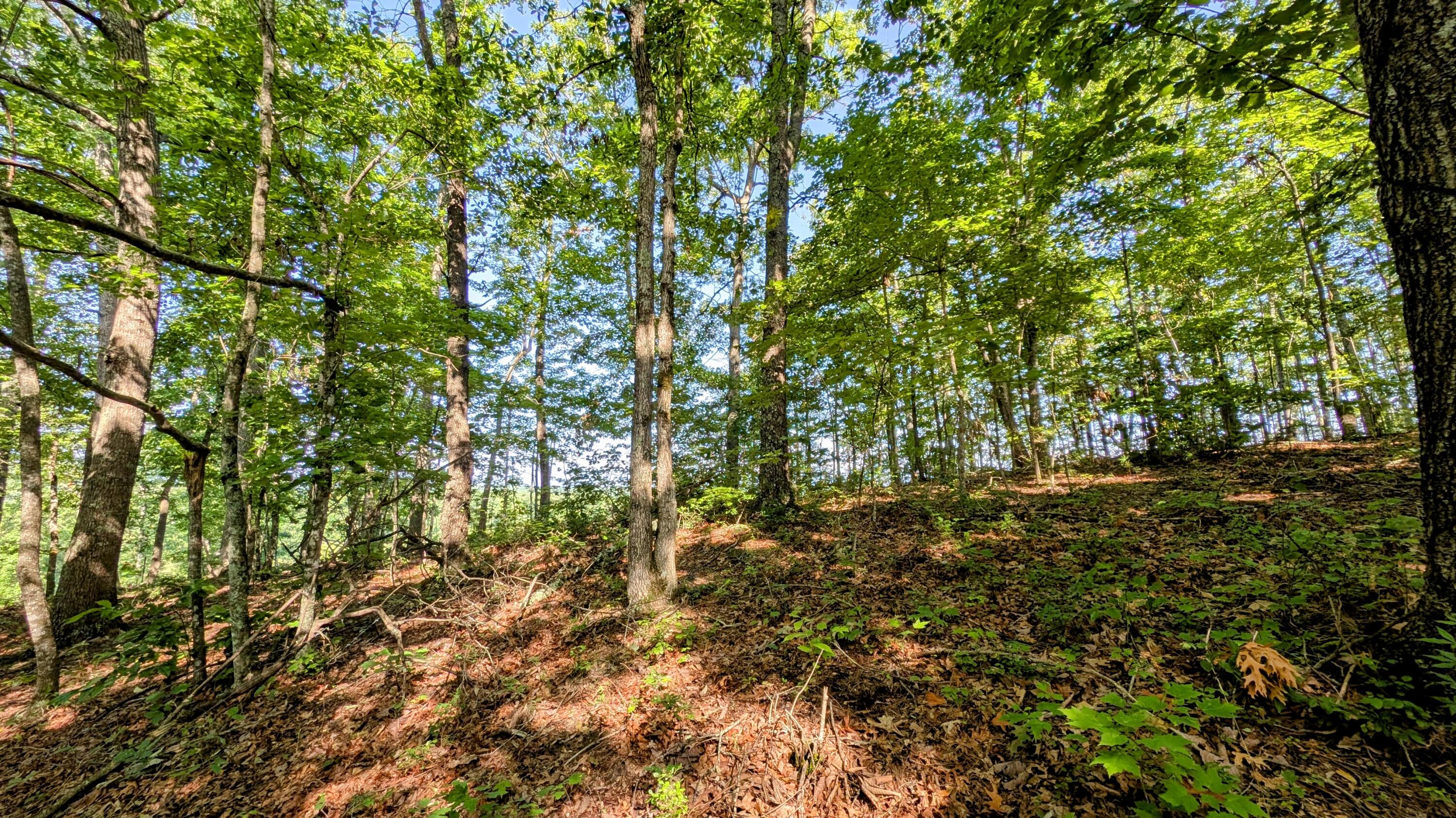 1553 Craig Road Williamsburg, KY 40769 - Photo 43 of 47 1000012048