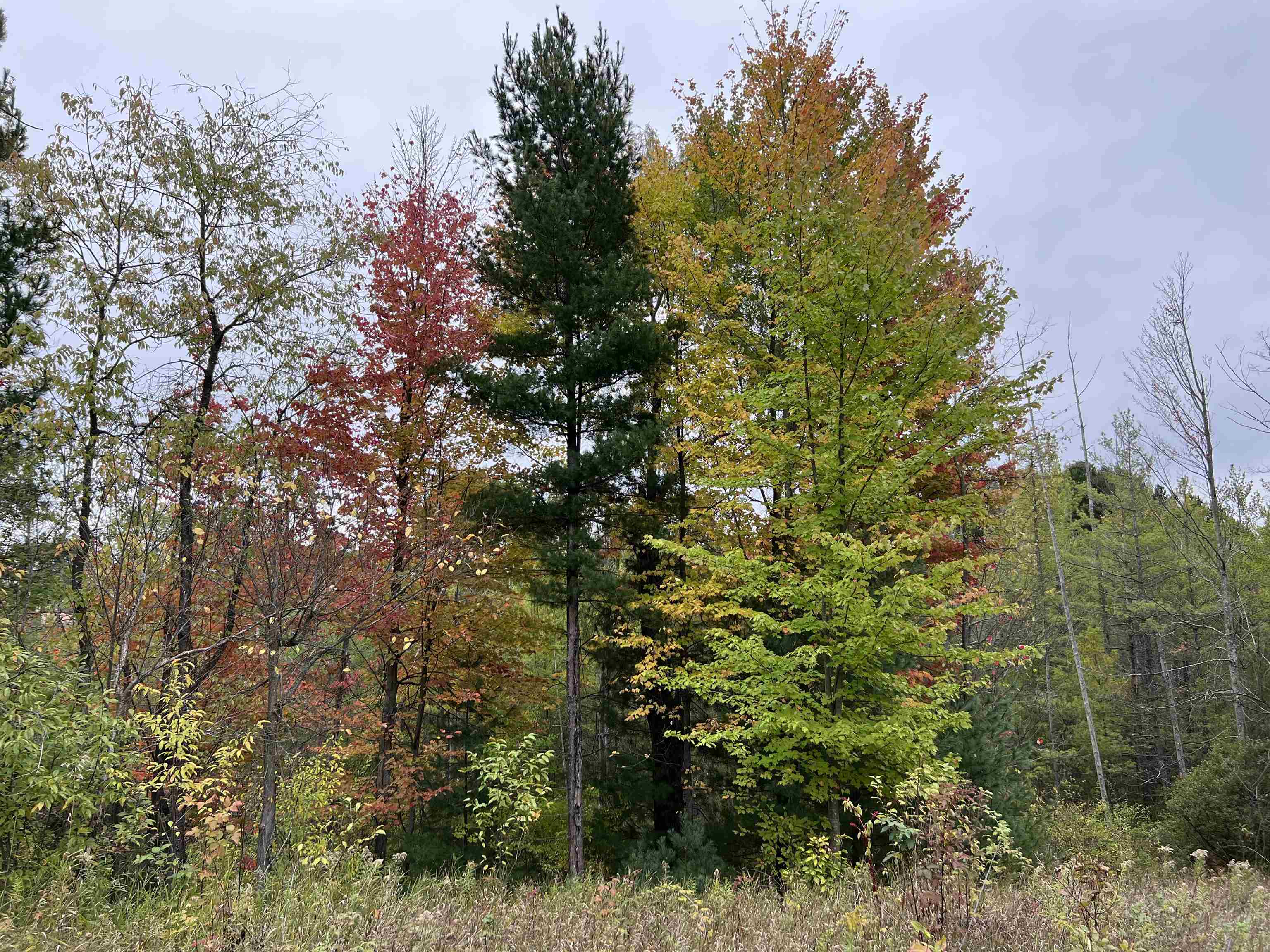 0 Bass Lake Road Traverse City, MI 49685 - Photo 6 of 11 1916755-5.JPG