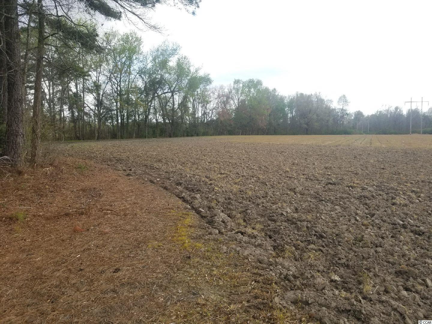 Tbd West Willow Pond Road Johnsonville, SC 29555 - Photo 1 of 20 Gallery Image 1